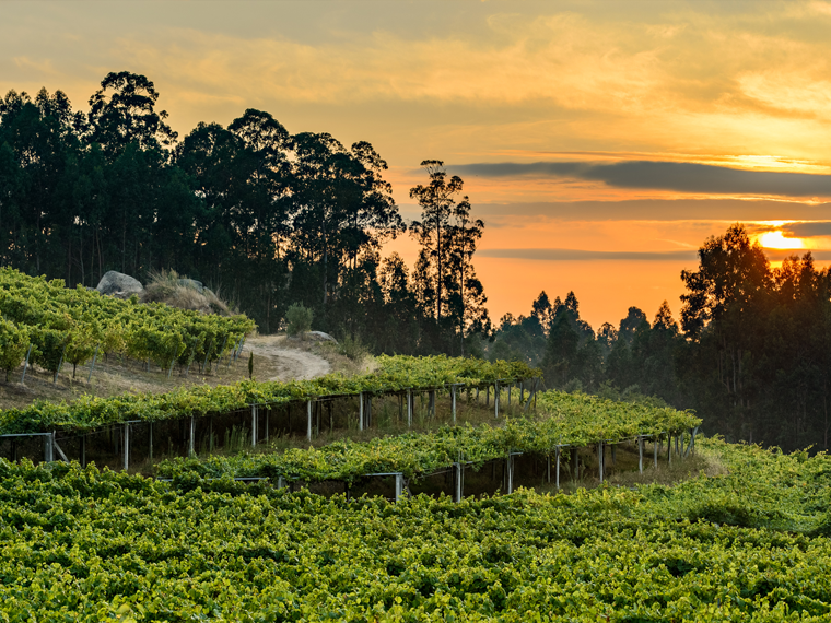 De Magie van Albariño: Ontdek de Smaak van Galicië