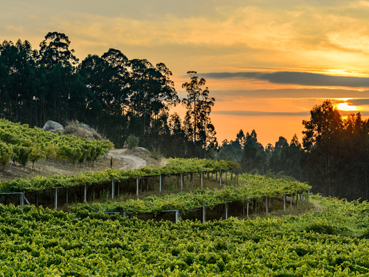 De Magie van Albariño: Ontdek de Smaak van Galicië